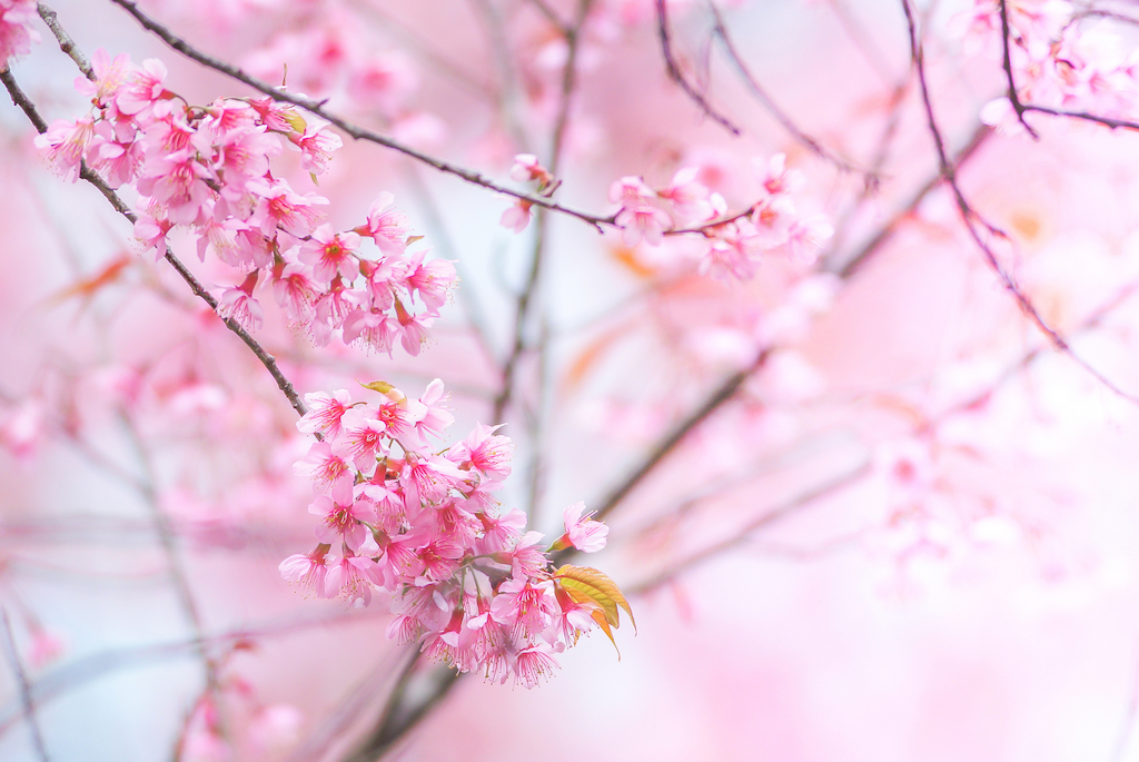 pink cherry blossom in Japan