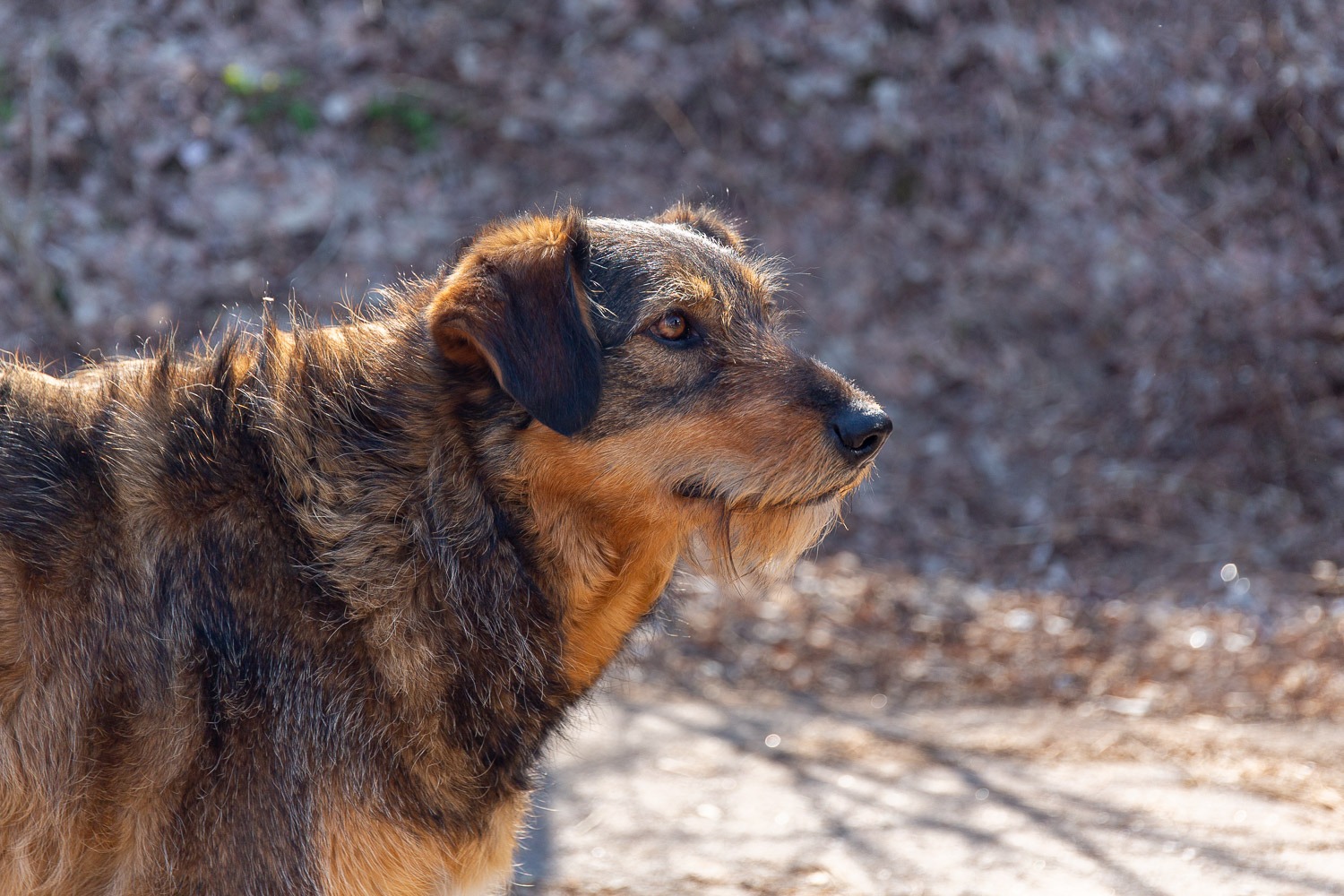 dog with beard in sunshine