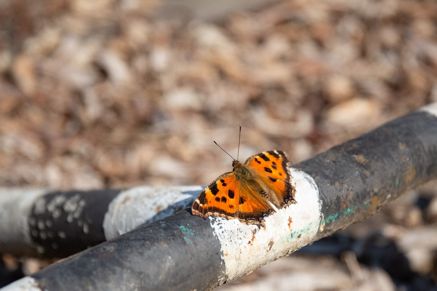 Butterfly on a metal pole