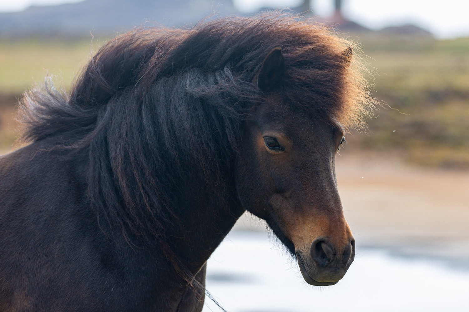 Icelandic Horse