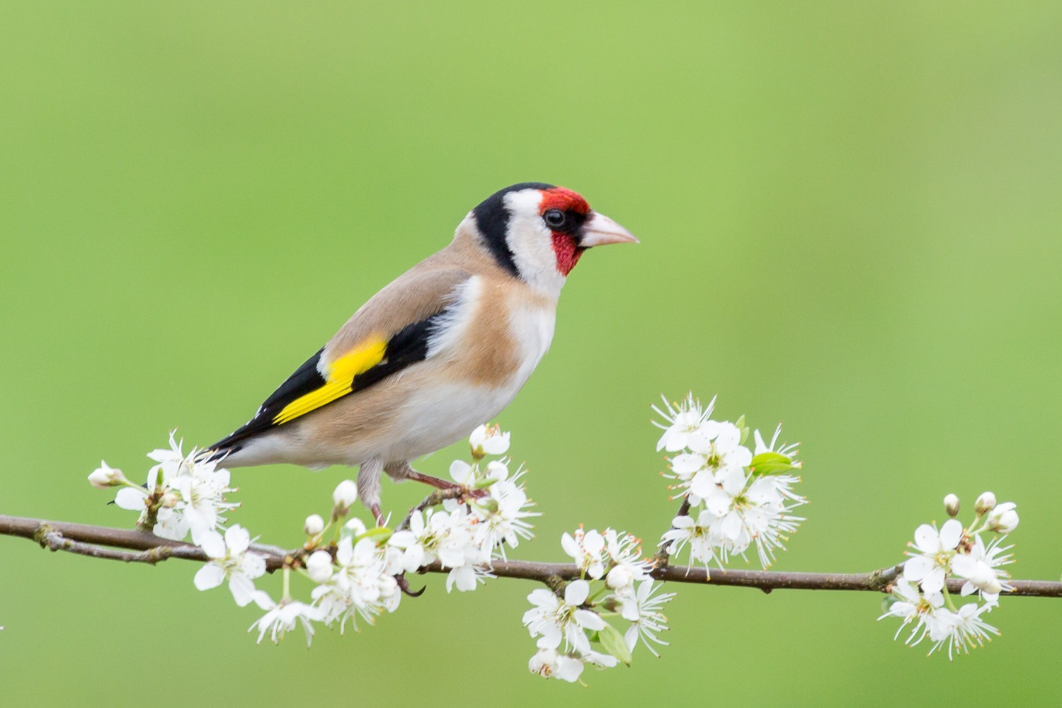 garden bird on hawthorn