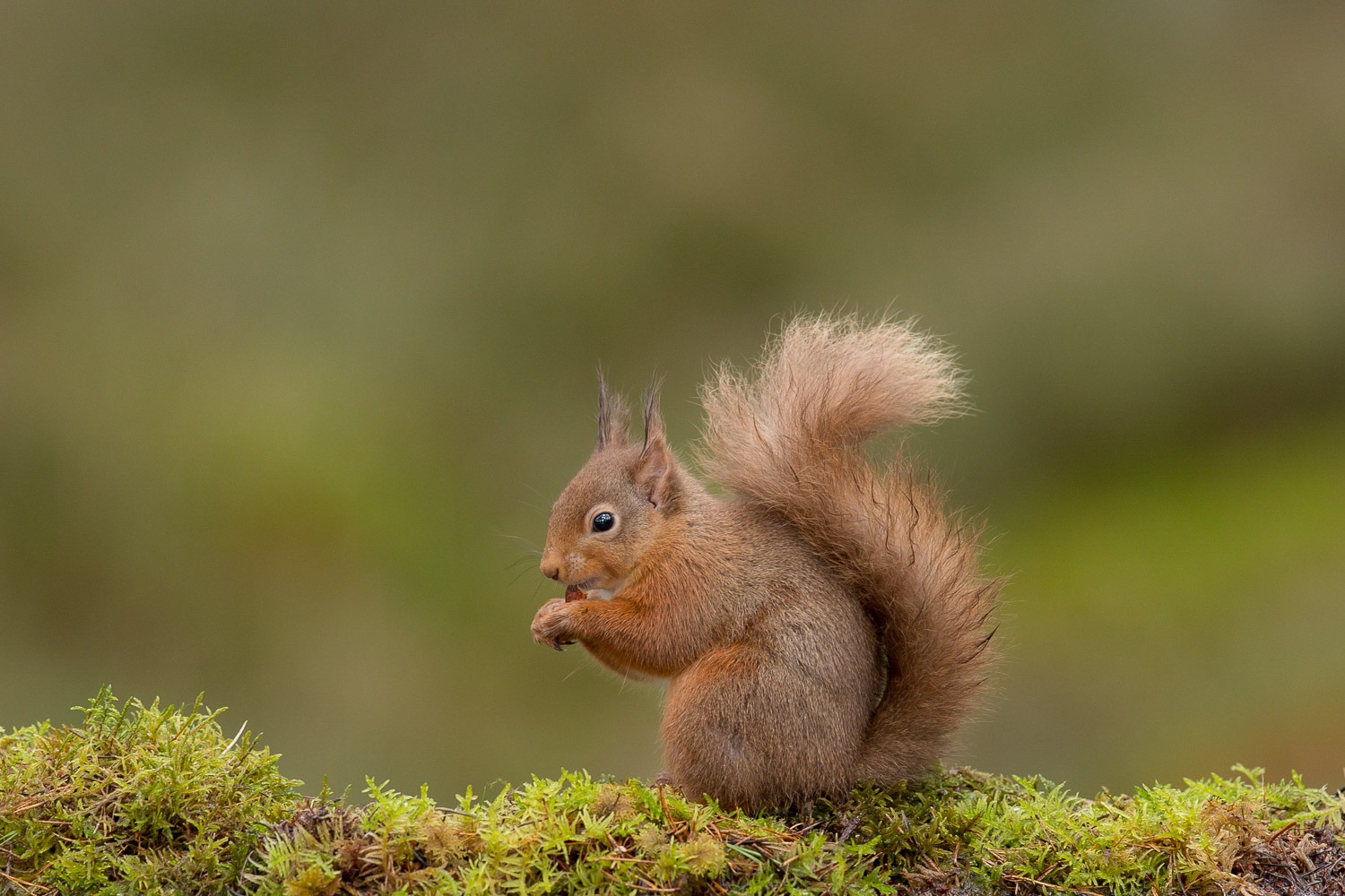 Red squirrels in the UK