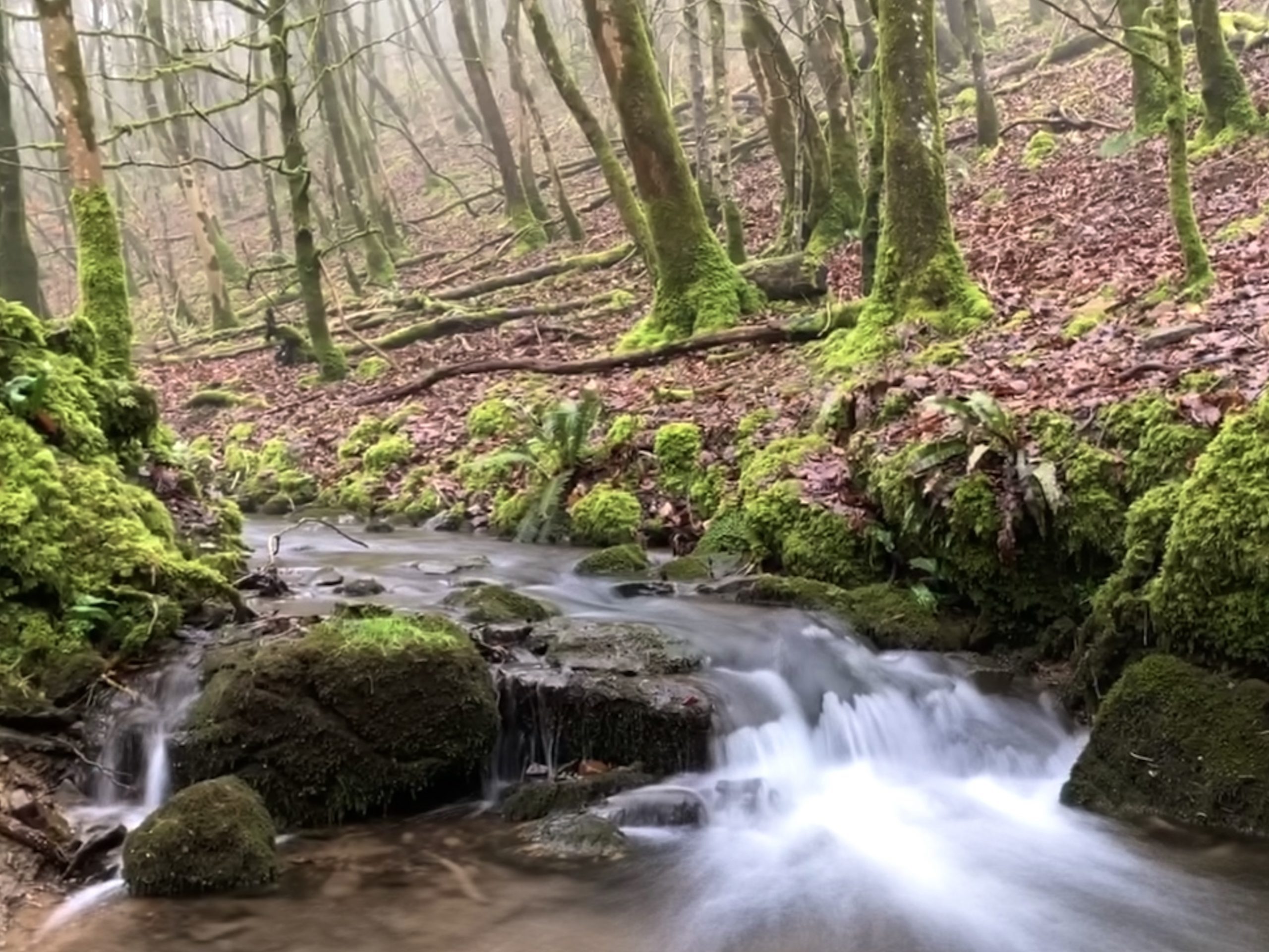 river in woodland with blurred water