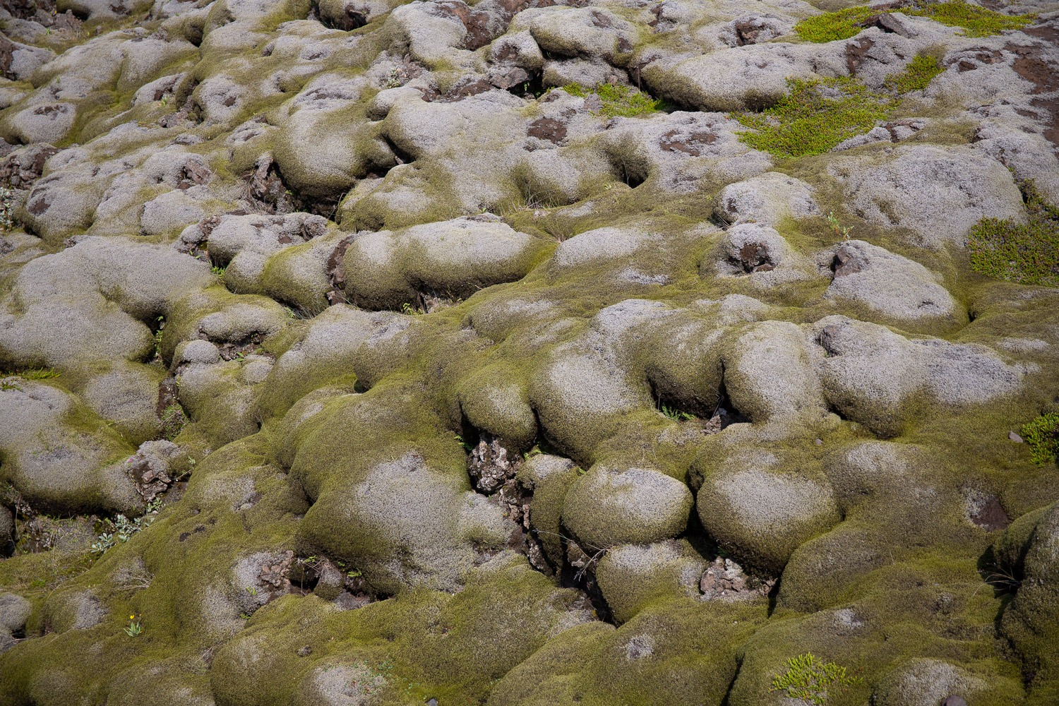 Mossy River Rocks. Moss-covered rocks in a river bed with softly