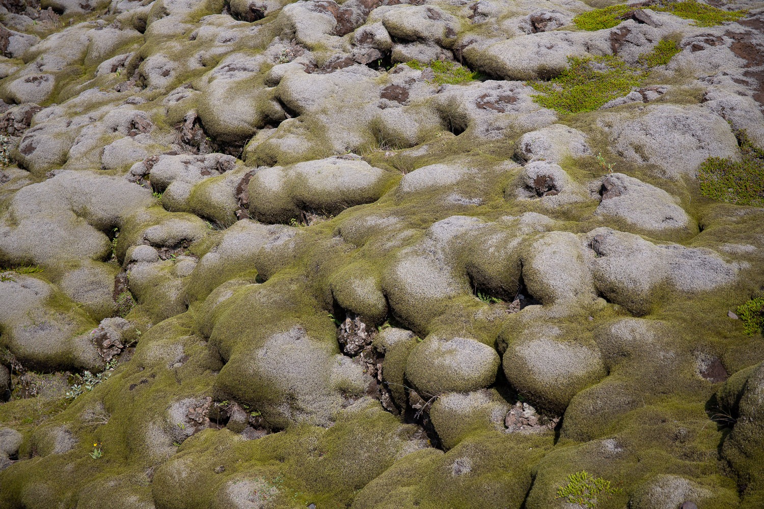 detail of moss covered lava on a lava field in Iceland