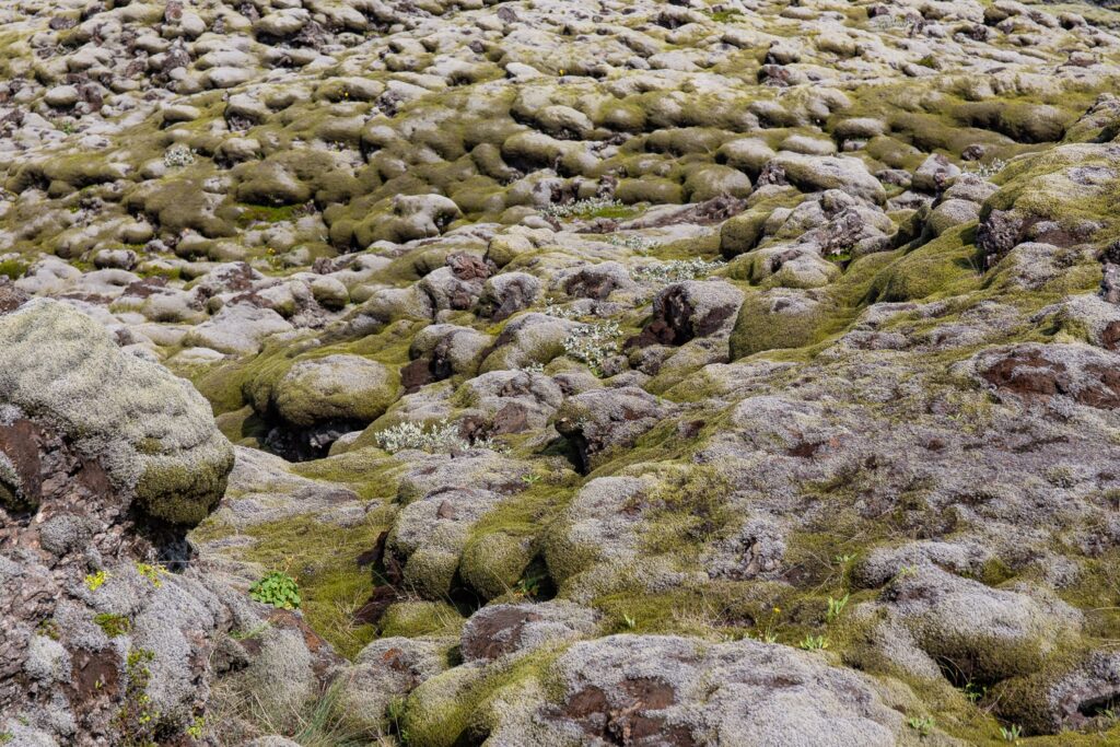 plants and moss on a lava field