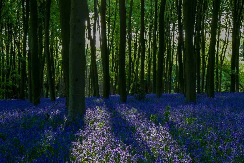 shadows over a bluebell wood from the trees