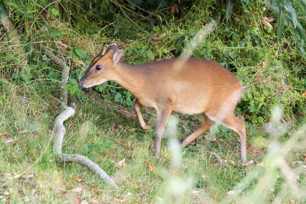 Weiblicher Muntjac-Hirsch mit Waldhintergrund