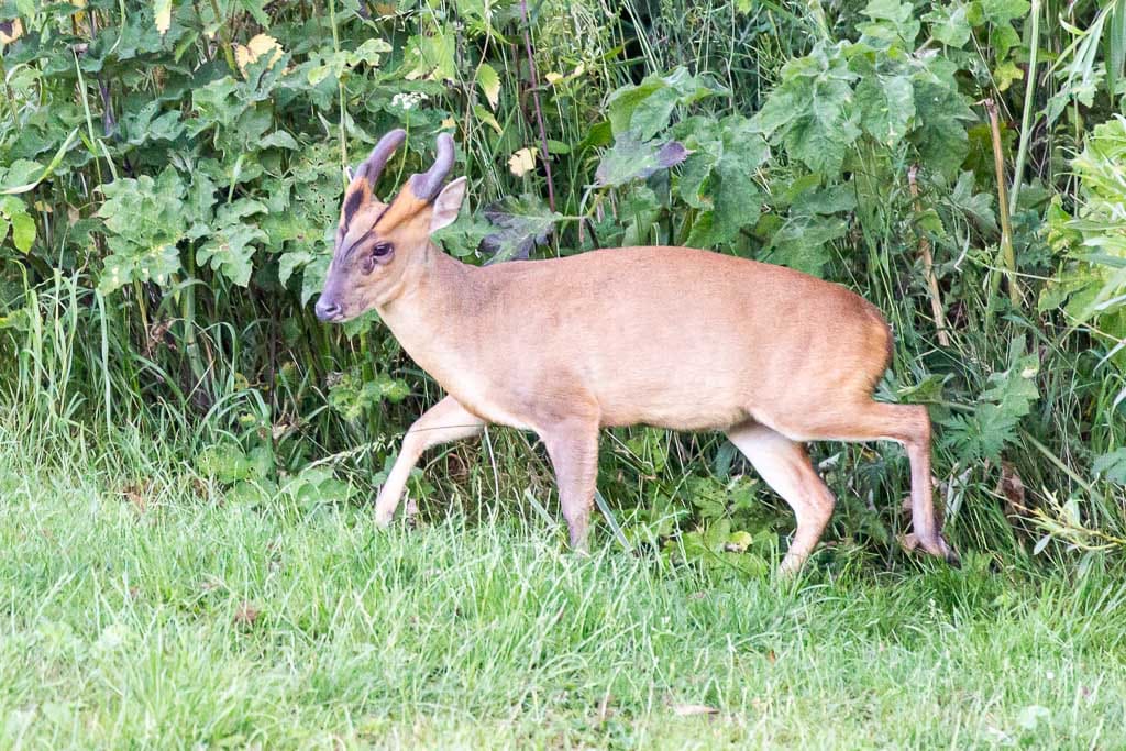 Muntjac Deer- The barking deer