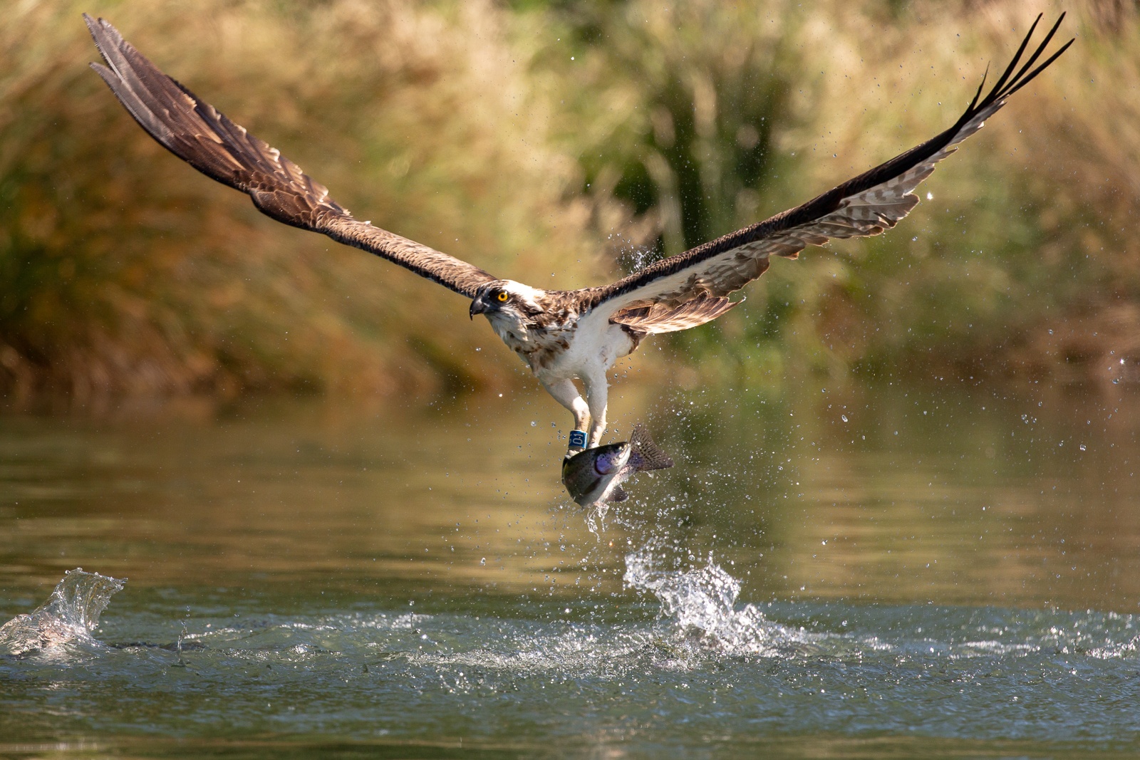 osprey taking off from a catch