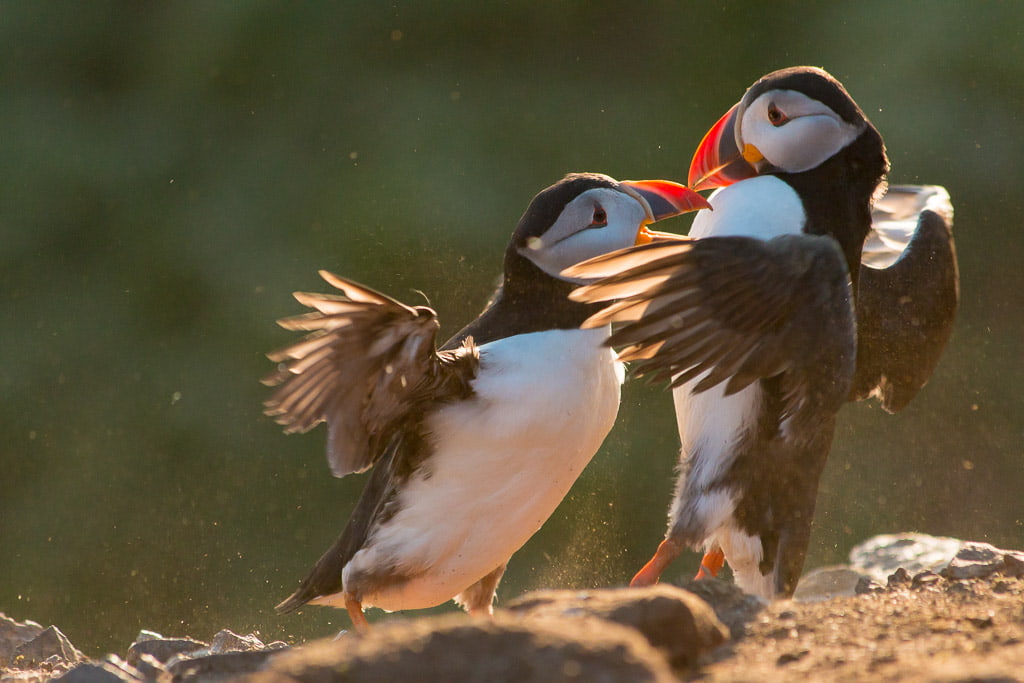 Two puffins fighting