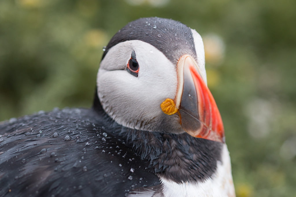 puffin in the rain