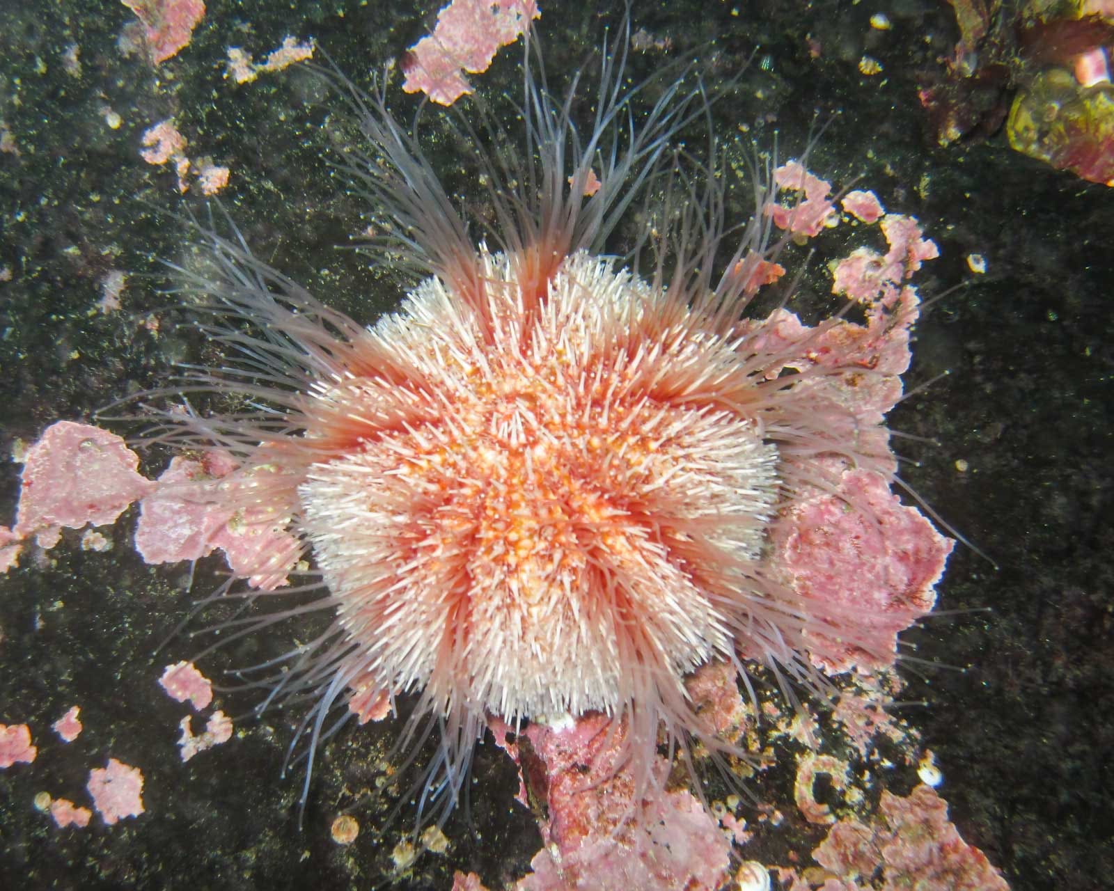 Sea urchins in the UK – More than just a pretty shell