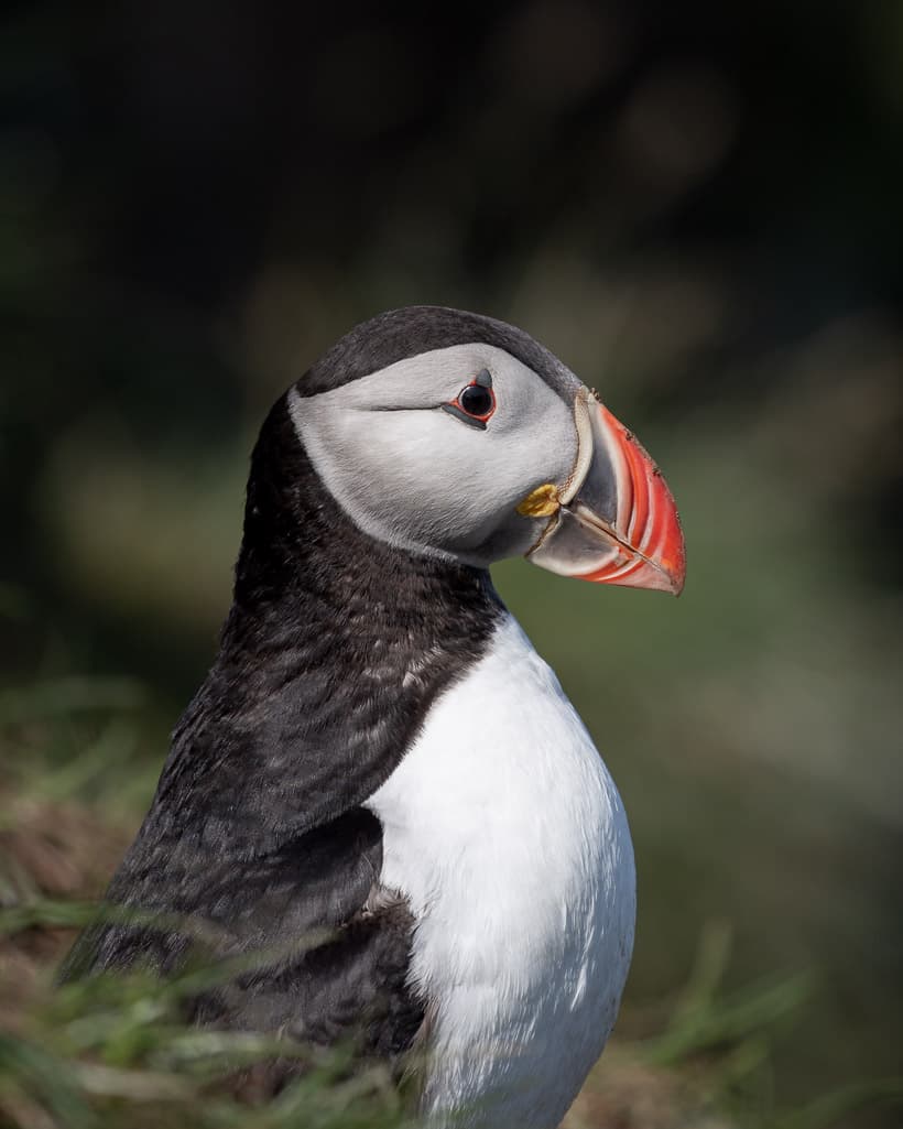 Puffins At Hafnarhólmi Near Borgafjörður Eystri - Meandering Wild