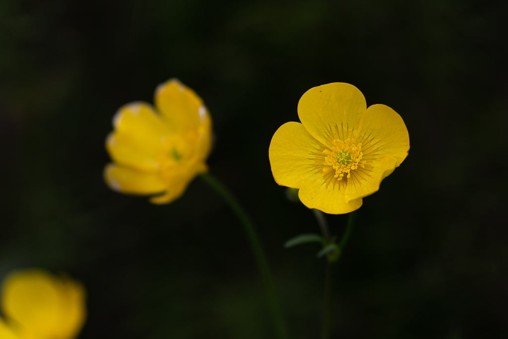 Yellow buttercup on a black background