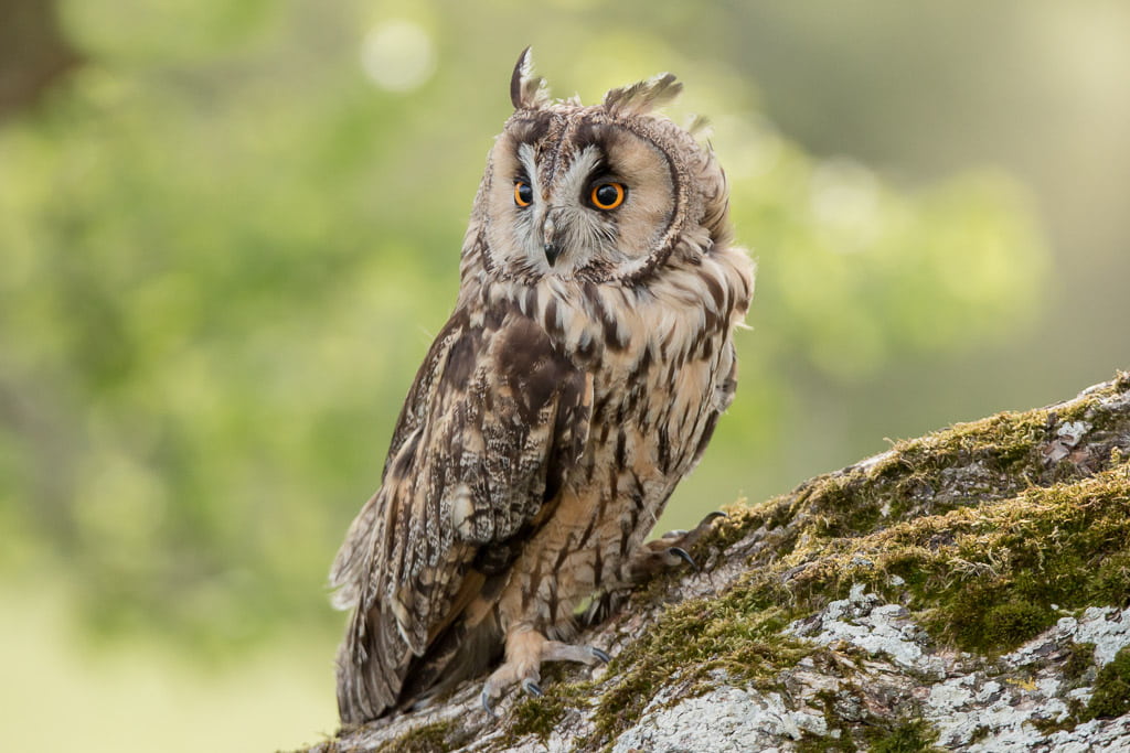 long-eared owl on a tree