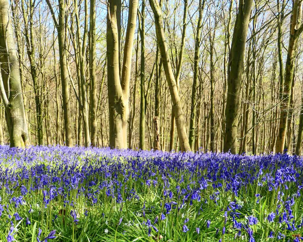 bluebells in a woodland in sussex