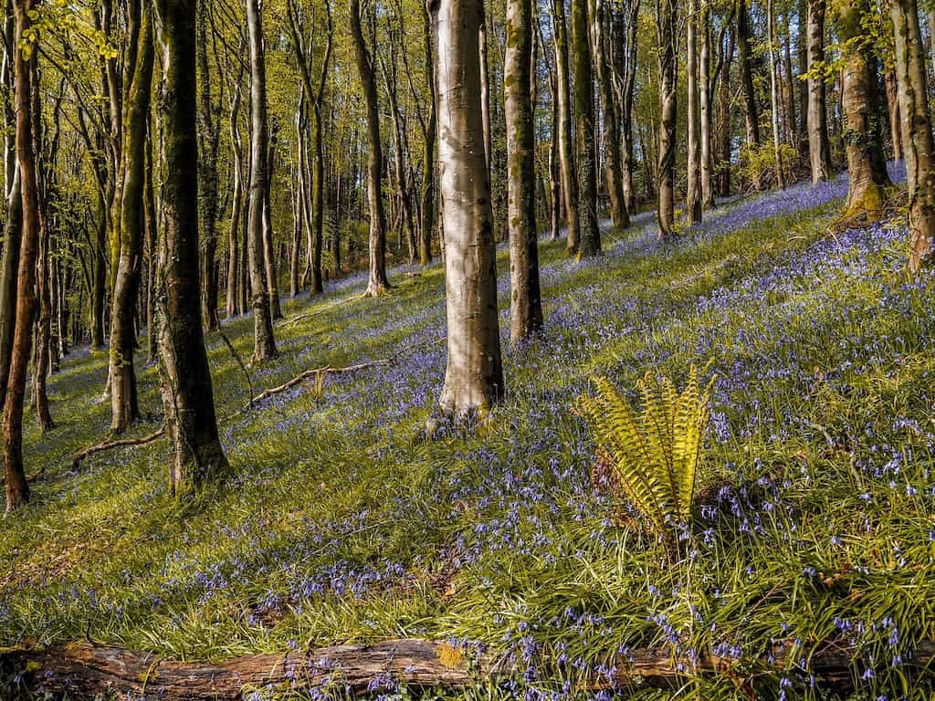A sloping woodland with bluebells in morning light