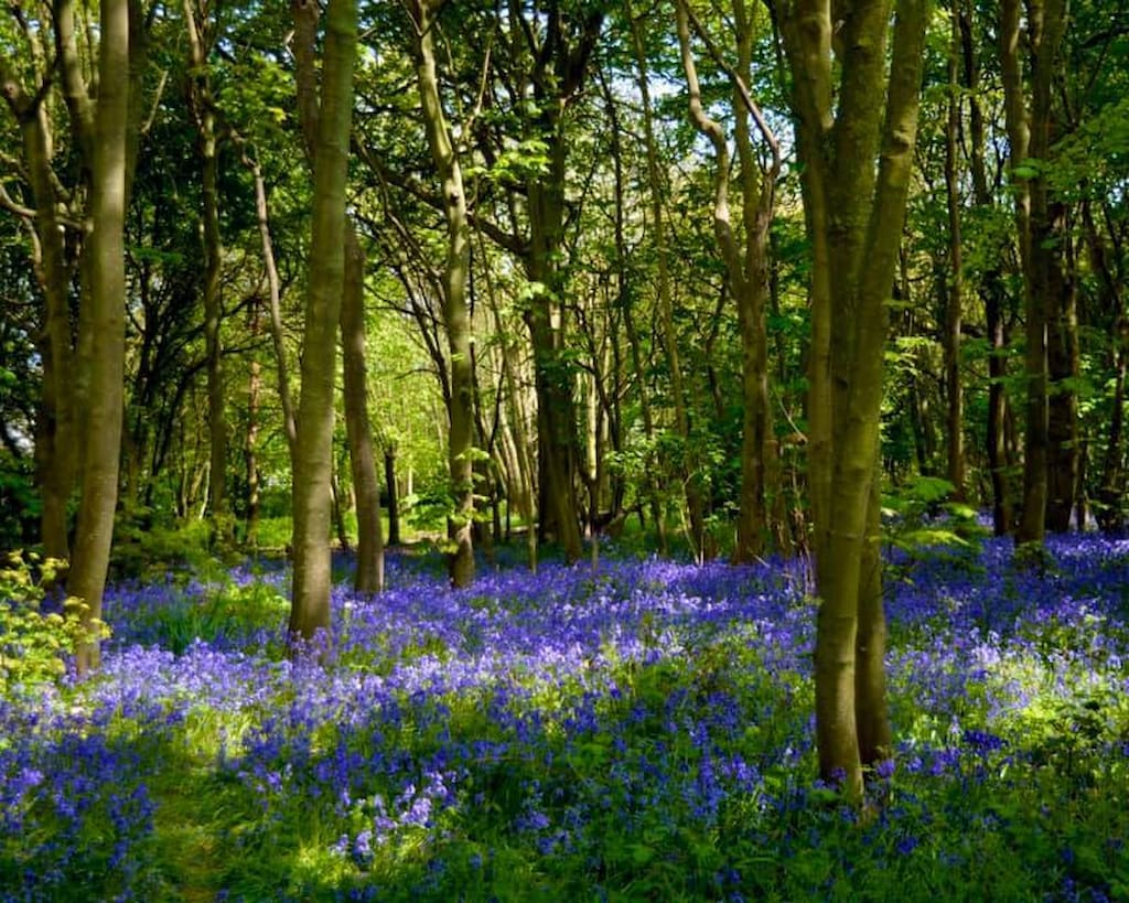 bluebell wood in Norfolk with light filtering through the trees