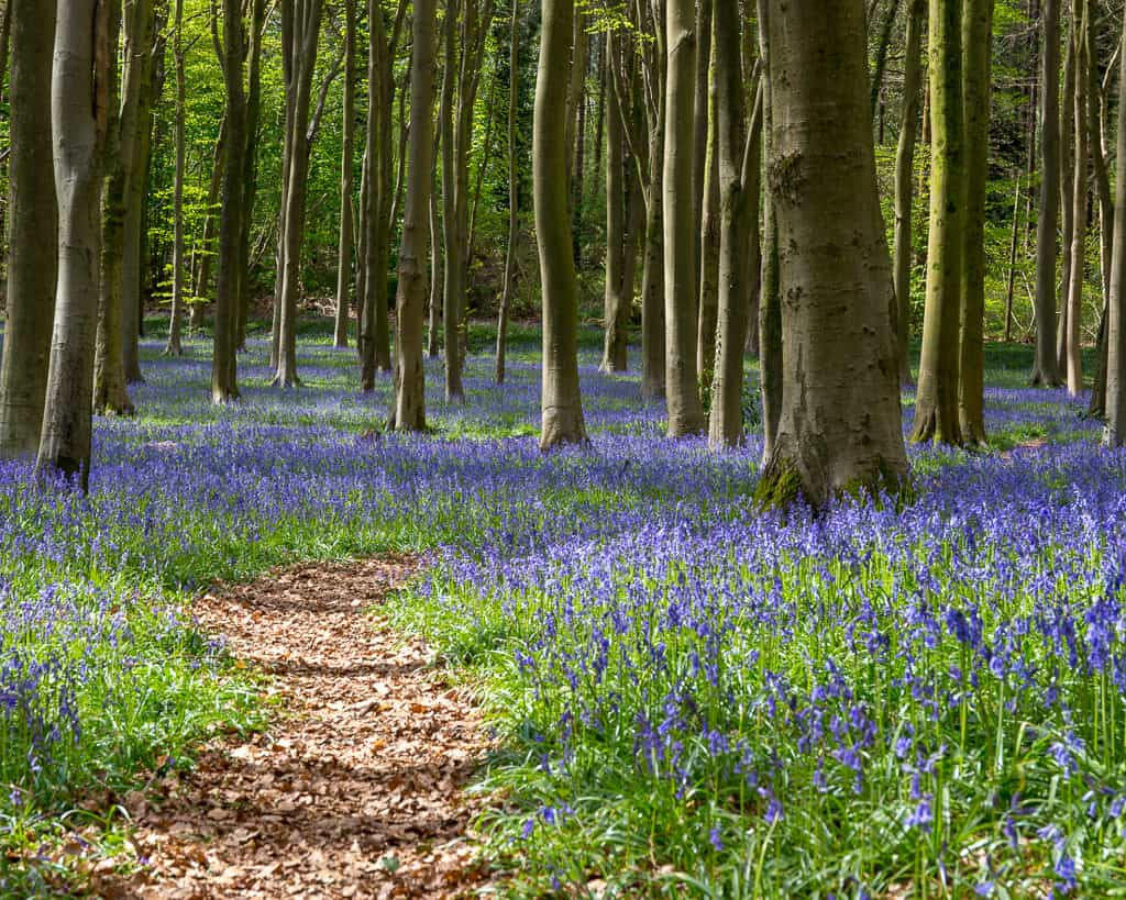 A path through bluebell woods