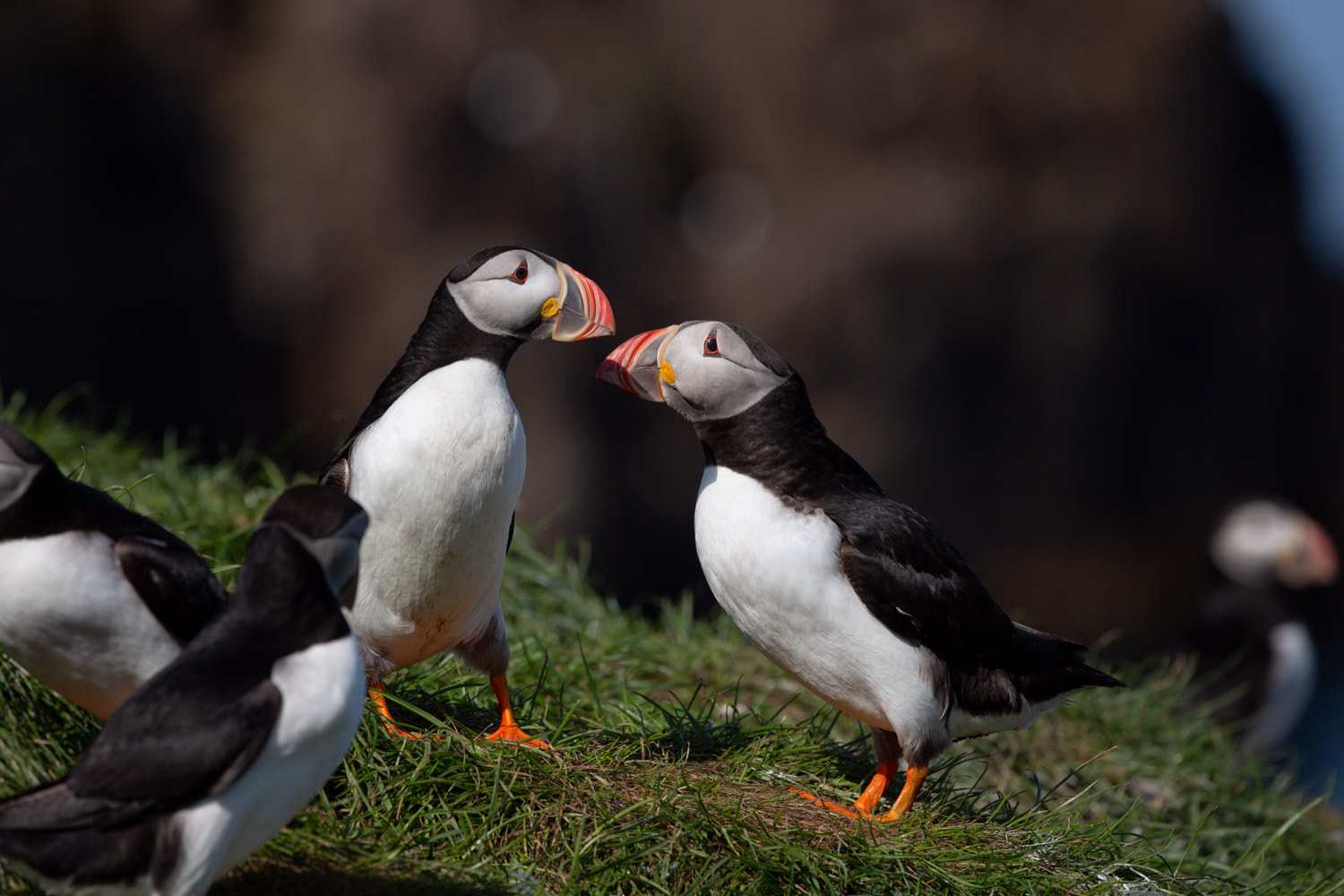 Where to see puffins in Iceland – 6 of the best places