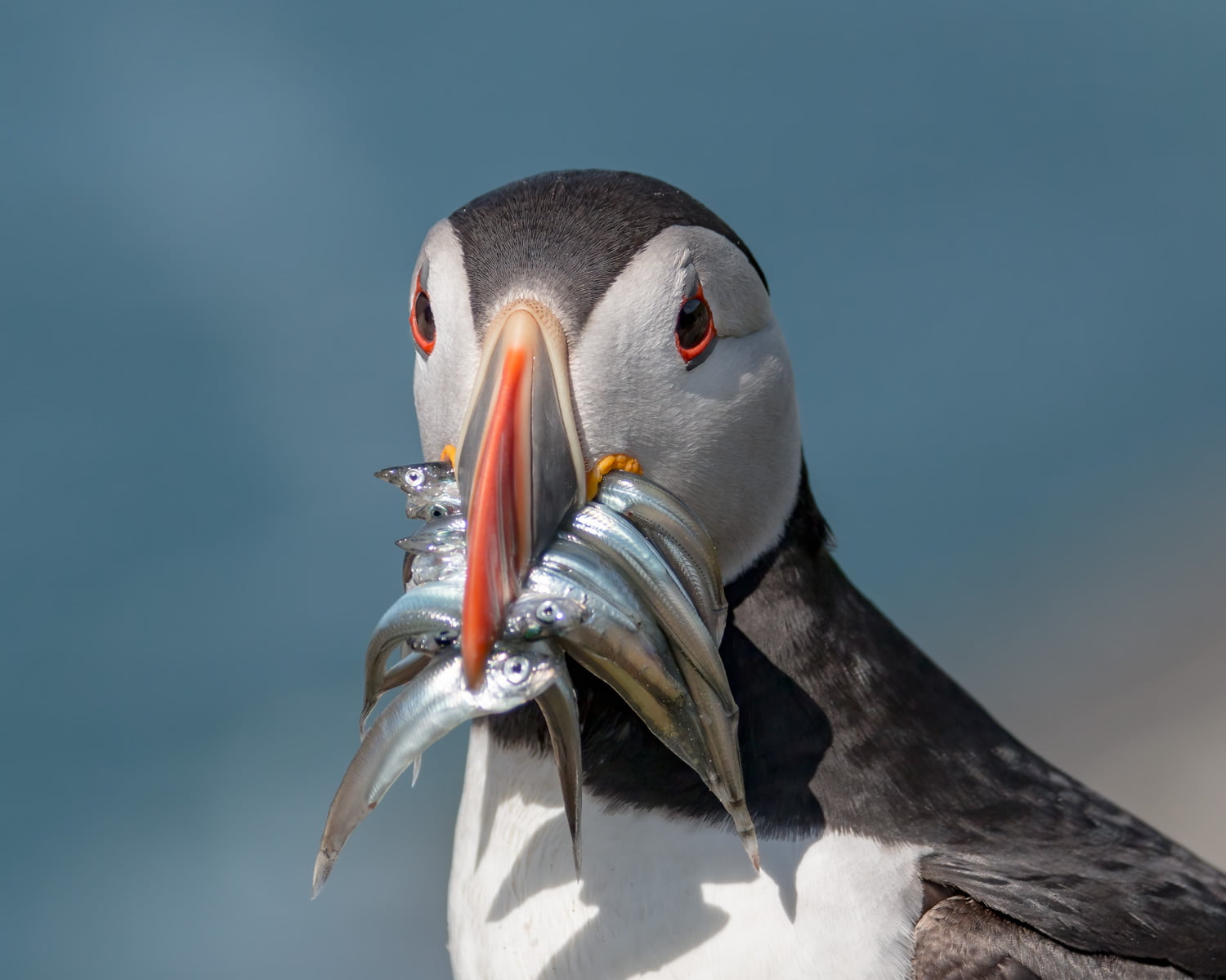 Where do puffins live in the UK? – The best places to see puffins