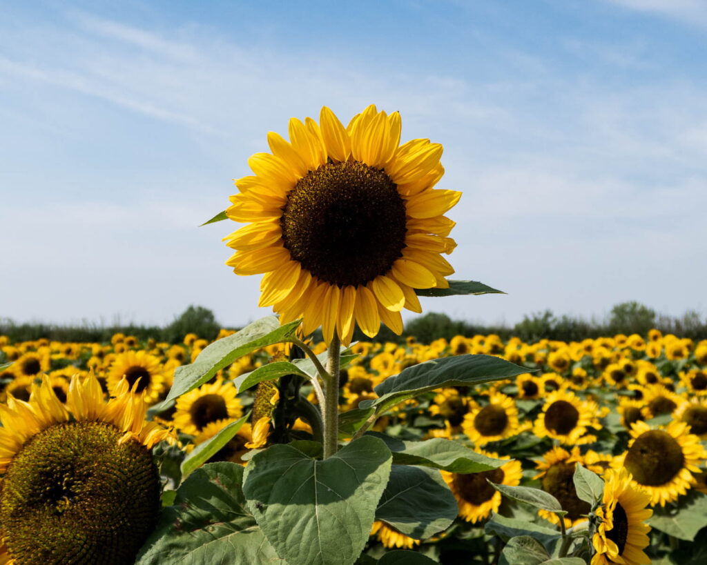 sunflower in a field with blue sky