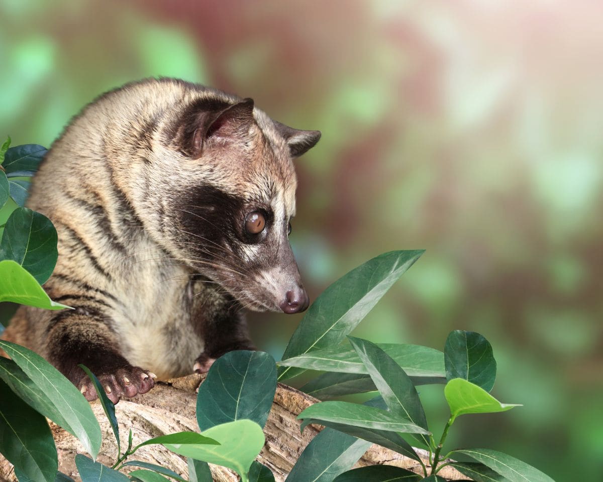 Secrets of the night: Explore Malaysia’s mysterious civet cats