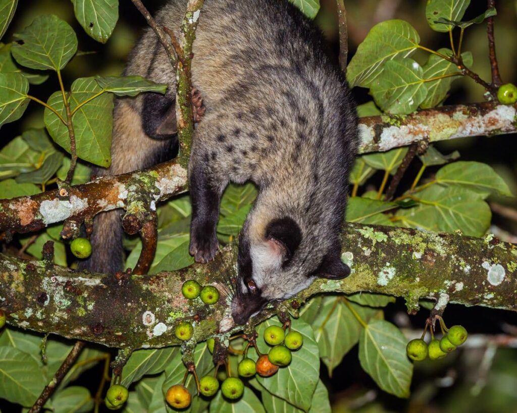civet feeding in a tree