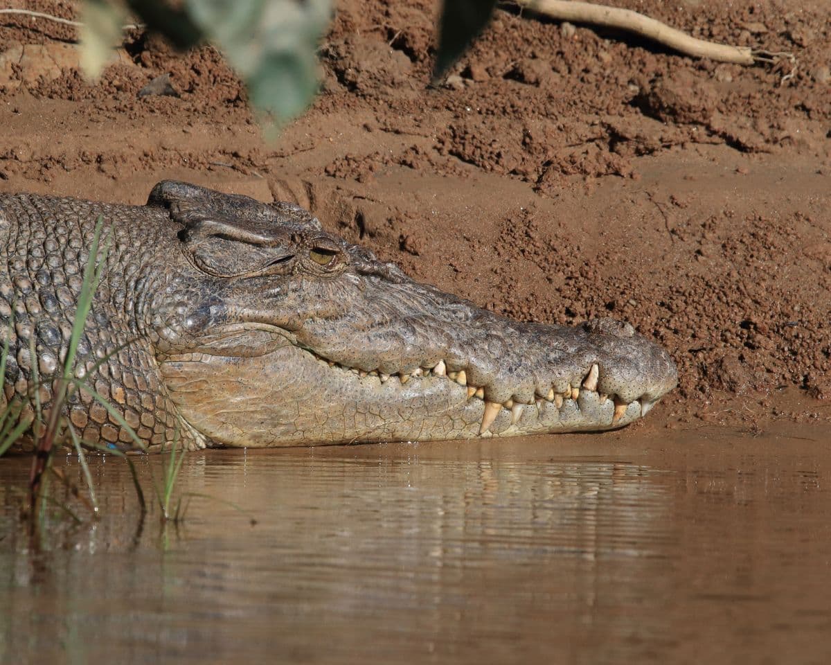 Unveiling the saltwater crocodiles of Daintree Rainforest, Australia