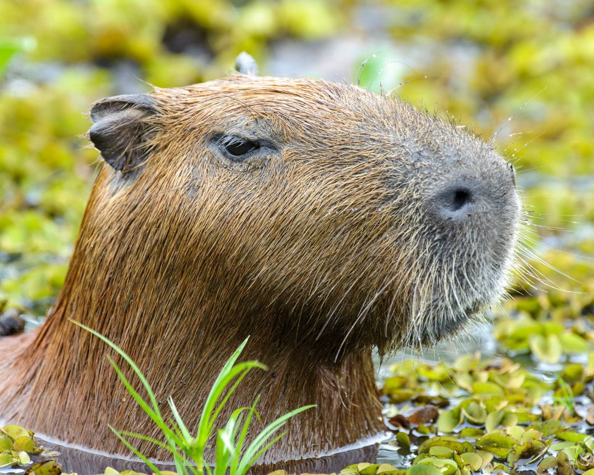 Encountering capybaras on Colombia’s Eastern Plains