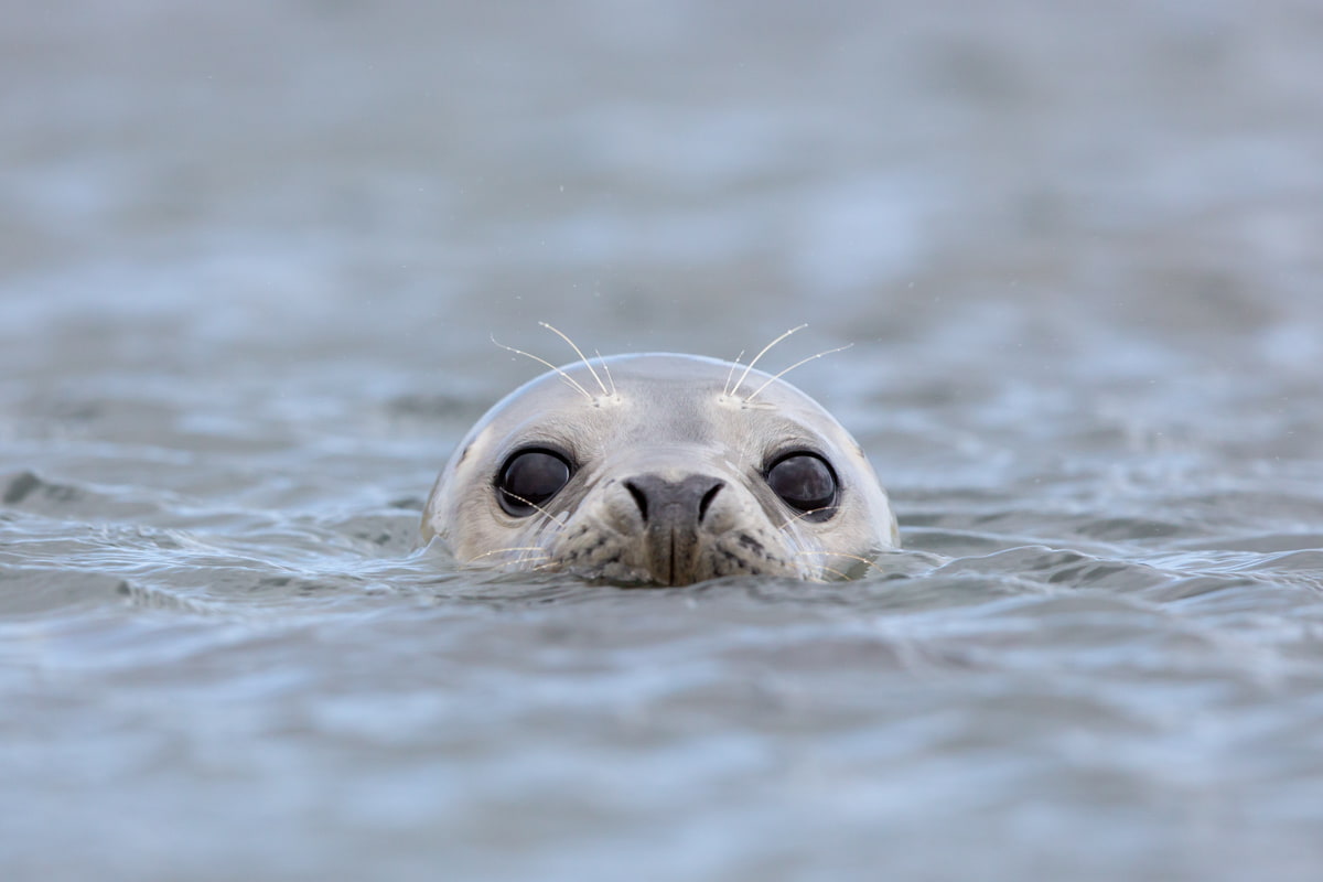 15 beaches and seal colonies in the UK for seal watching