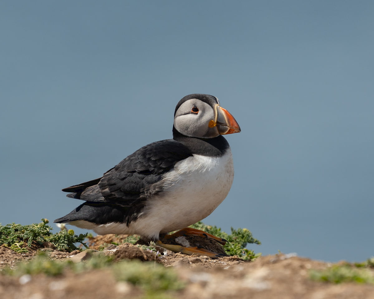 Where to see puffins on Orkney
