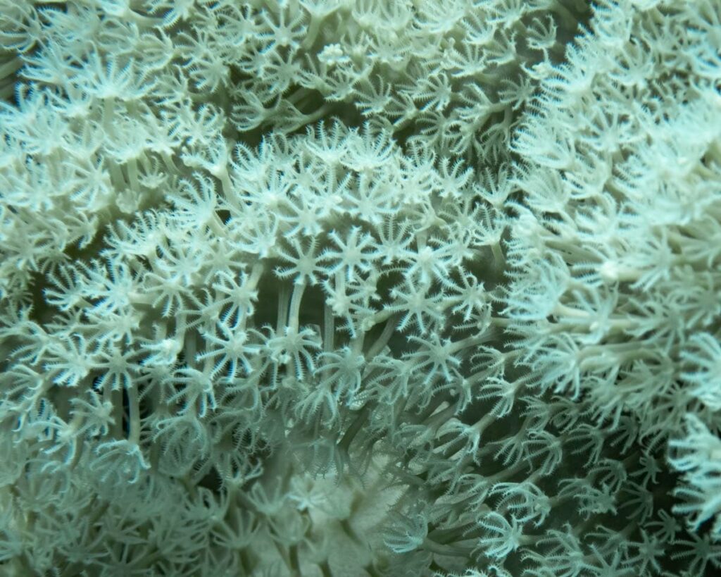 a coral in Hurgarda or Sharm in the Red Sea