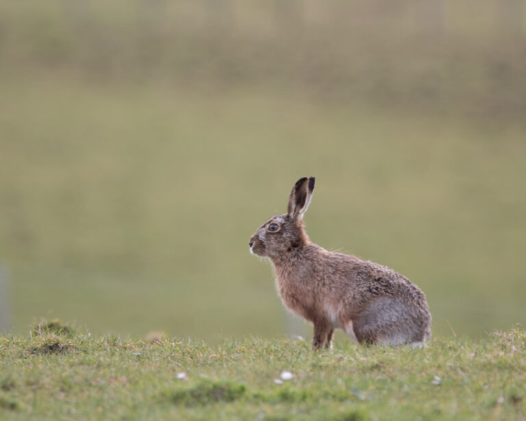 a brown hare in a field on Orkney