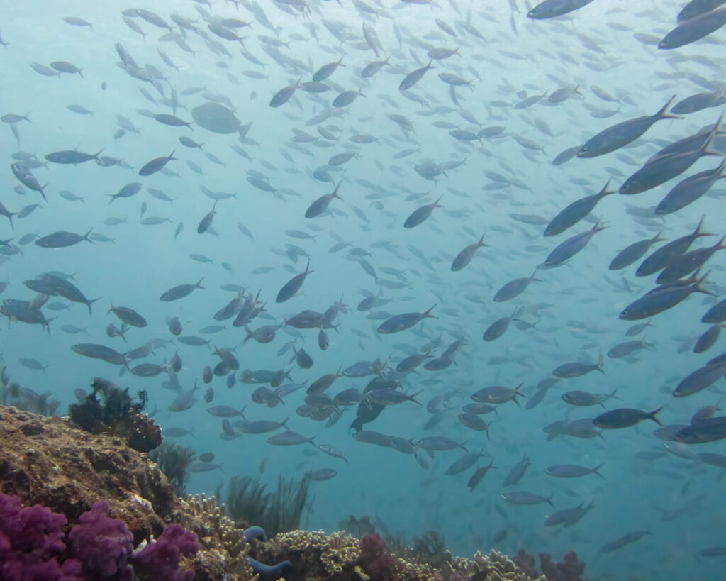 fish and coral underwater in Raja Ampat