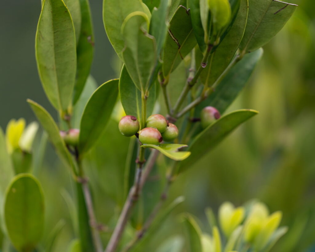 berries in the trees at Piaynemo