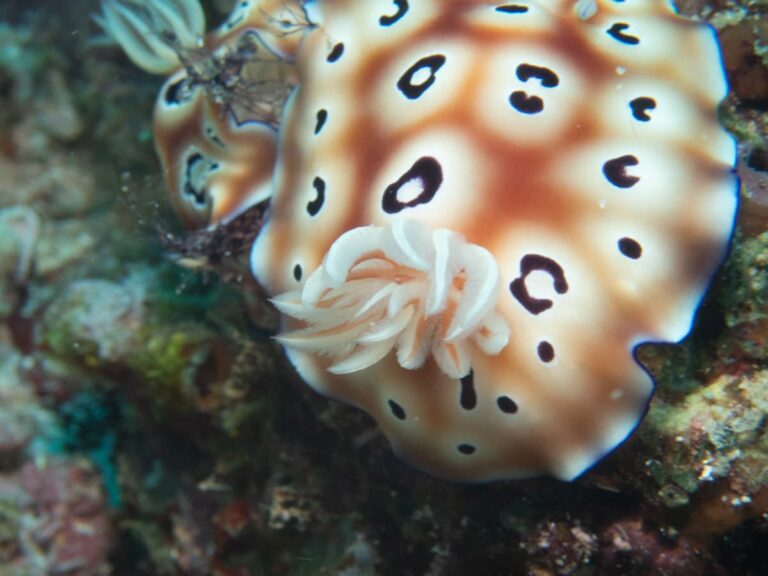 a brown and blue nudibranch that can be seen snorkelling in Indonesia